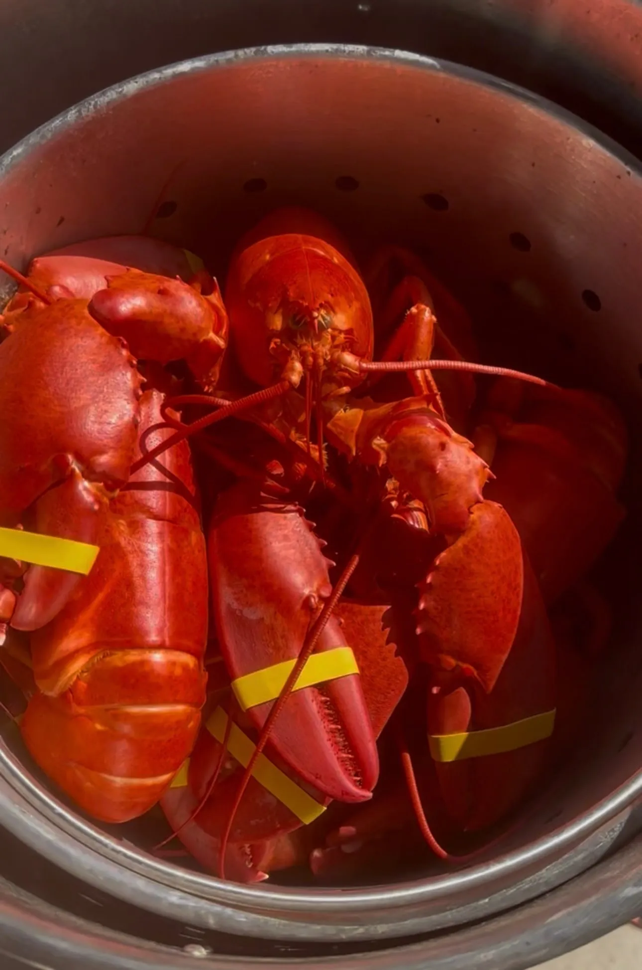 Steamed Maine lobster from Perry Butcher Co., bright red with claw bands on, in the steamer pot